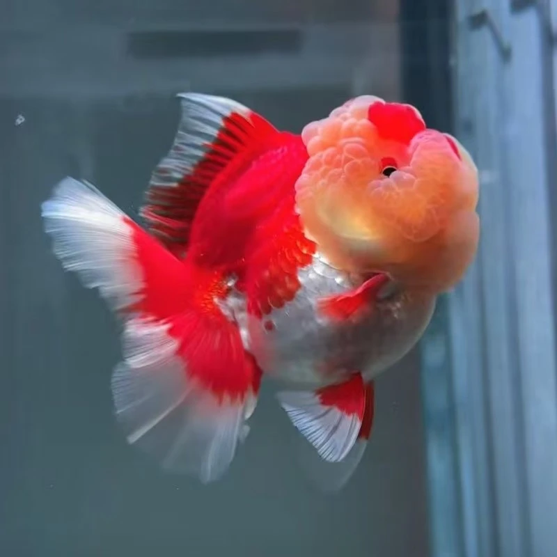 活体观赏鱼 观赏鱼狮子头 渔场直发 麒麟·千褶