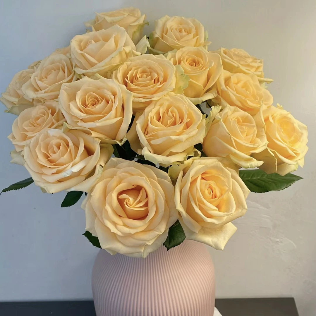 蜜桃雪山香槟玫瑰20支一扎包邮云南昆明直发鲜切花花瓶