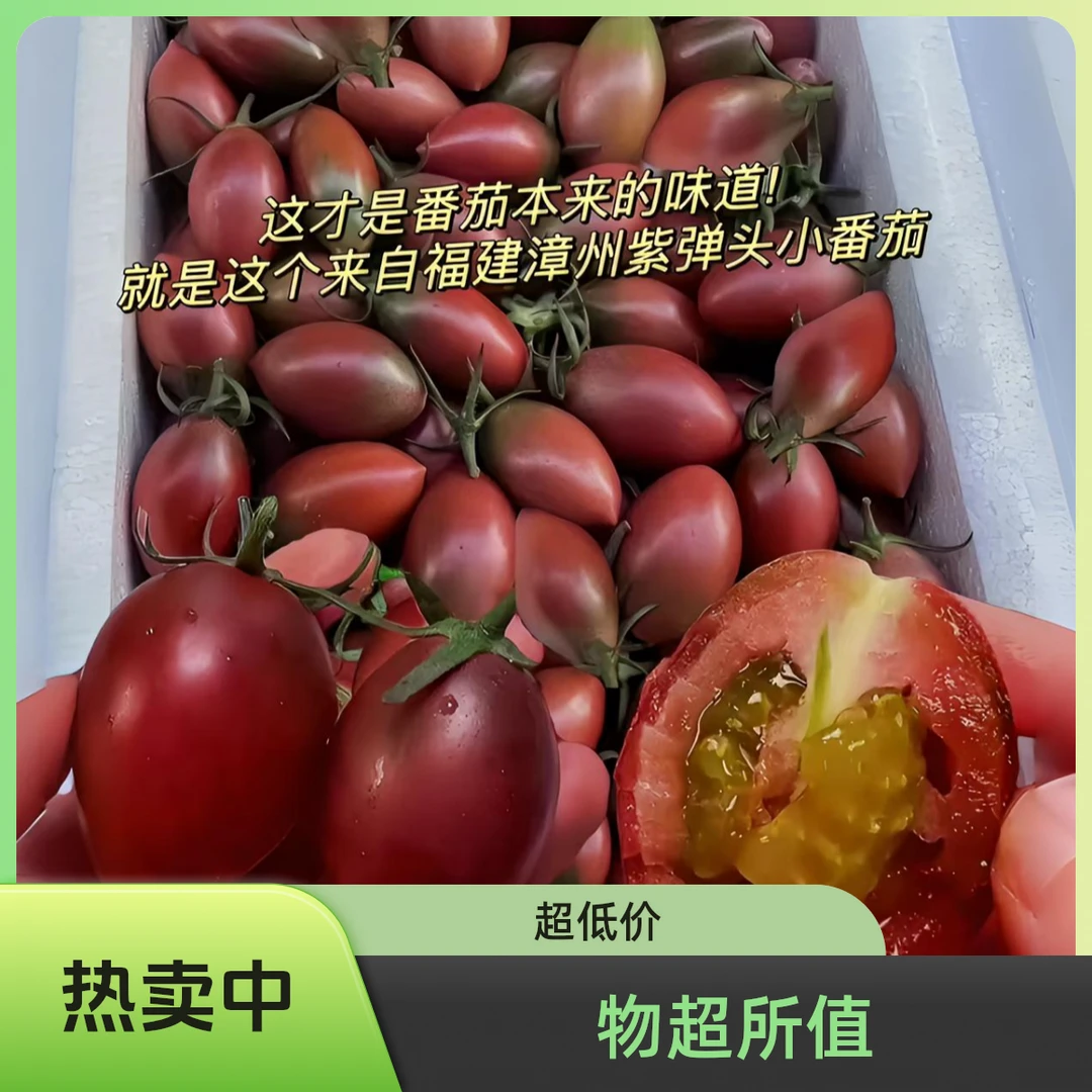 【新人专享】紫弹头小番茄小圣女果自然西红柿露天种植新鲜水果蔬菜