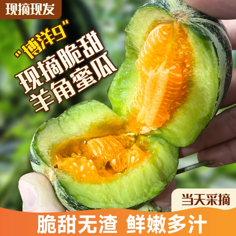 山东正宗当季新鲜产品脆瓜九号产品博洋9号果园果园9号羊角羊角蜜