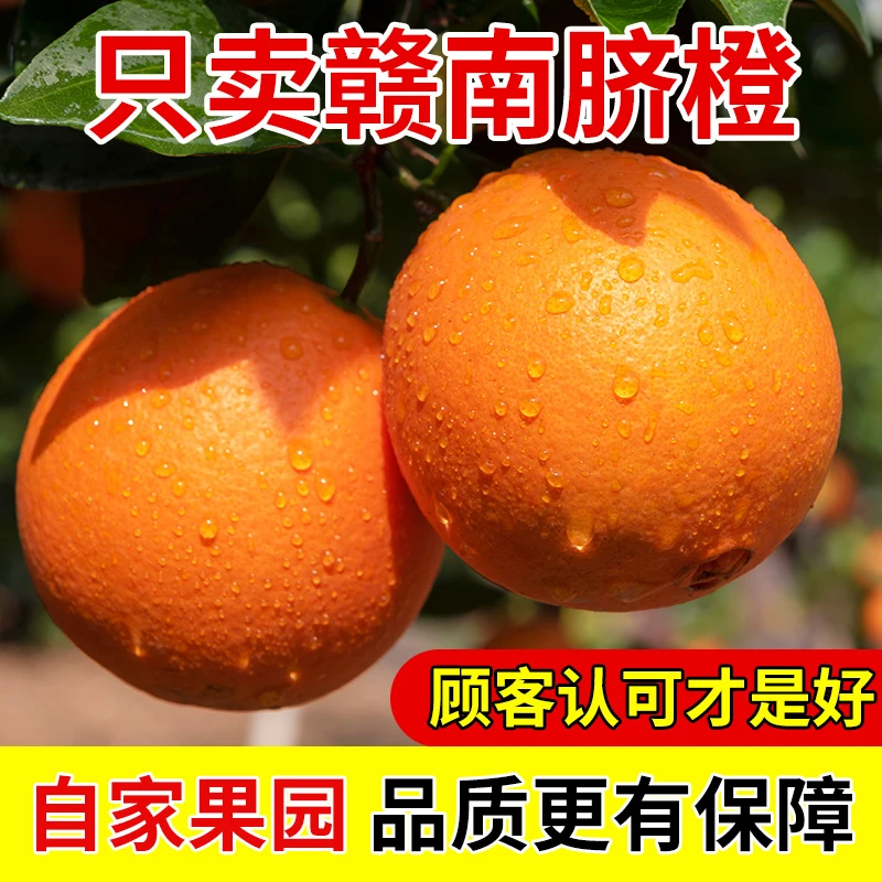 正宗江西赣南脐橙寻乌橙子新鲜现摘现发产地直发应季水果5斤/10斤