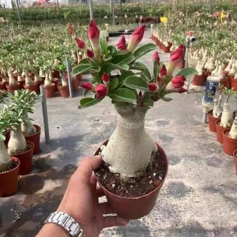 沙漠玫瑰花四季开花庭院室内外阳台好养花卉绿植沙漠玫瑰清仓