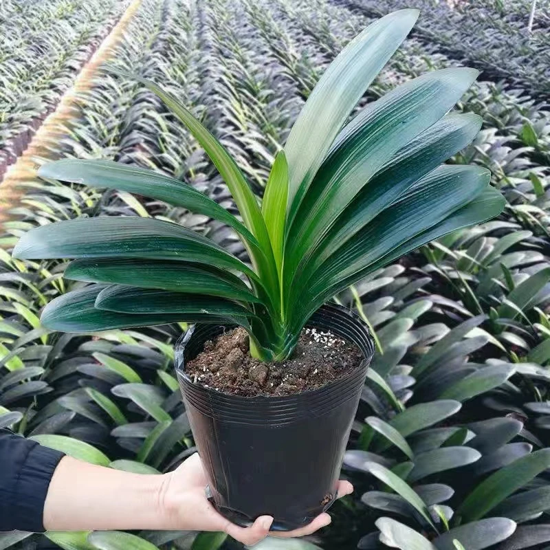 四季君子兰带花苞盆栽小苗室内花卉植物圆头和尚鸳鸯大苗当年开花