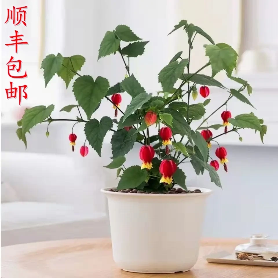 藤本爬藤好养耐阴花卉植物盆栽灯笼花蔓性风铃花颜值庭院四季开花