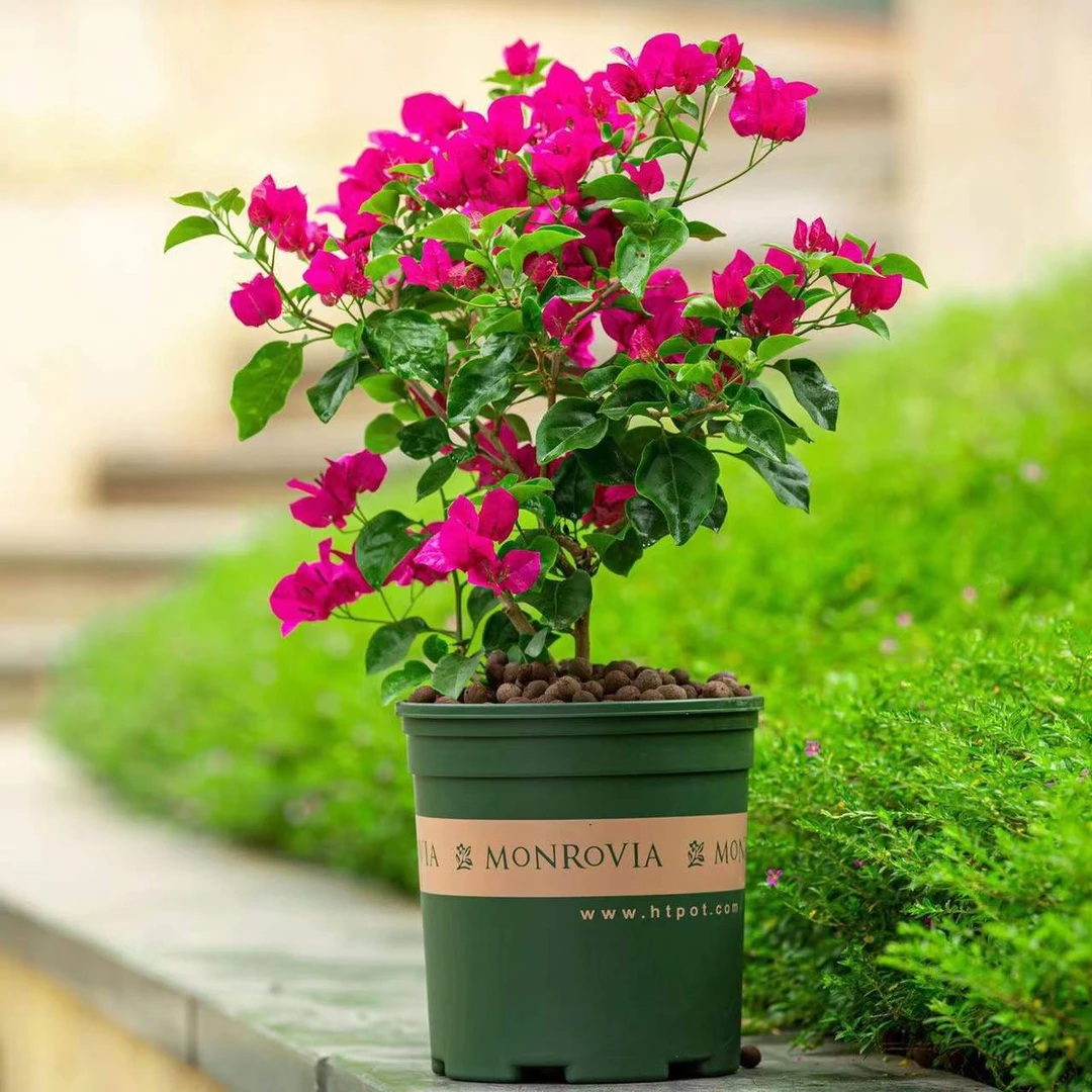 遇花卉三角梅盆栽带花盆多色四季开老桩新品种大颗重瓣花卉绿植爬