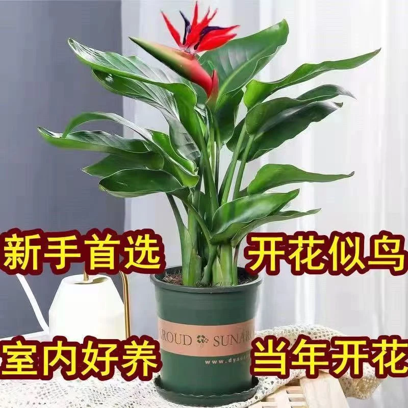 新品种鹤望兰天堂鸟水培植物水养盆栽绿植客厅摆放吸甲醛花卉大全