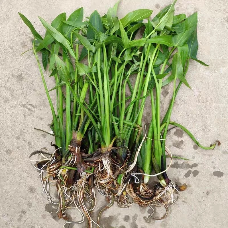 慈姑苗水培植物造景慈菇 沼泽过滤池塘净化水质乌龟缸美观微景观