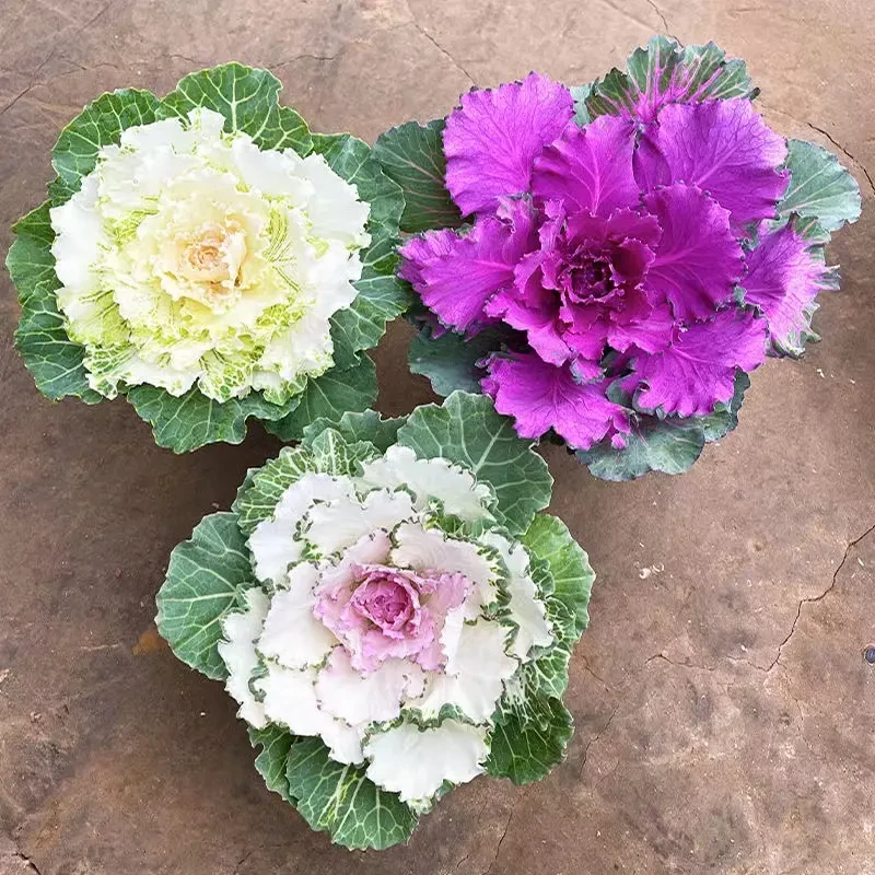 羽衣甘蓝盆栽玫瑰羽衣甘蓝阳台庭院观赏耐寒花卉绿植物净化可食用