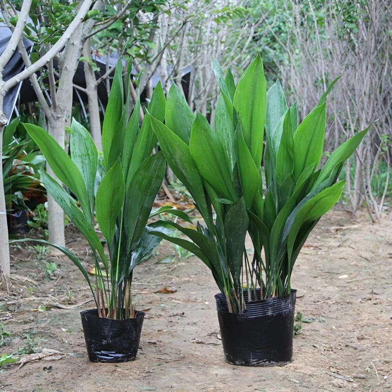 四季常青一叶兰观叶绿植盆栽室内净化空气植物万年青客厅花卉盆栽