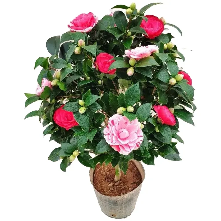 香妃山茶花盆栽带花苞五色赤丹花卉植物室内好养茶花树苗四季开花