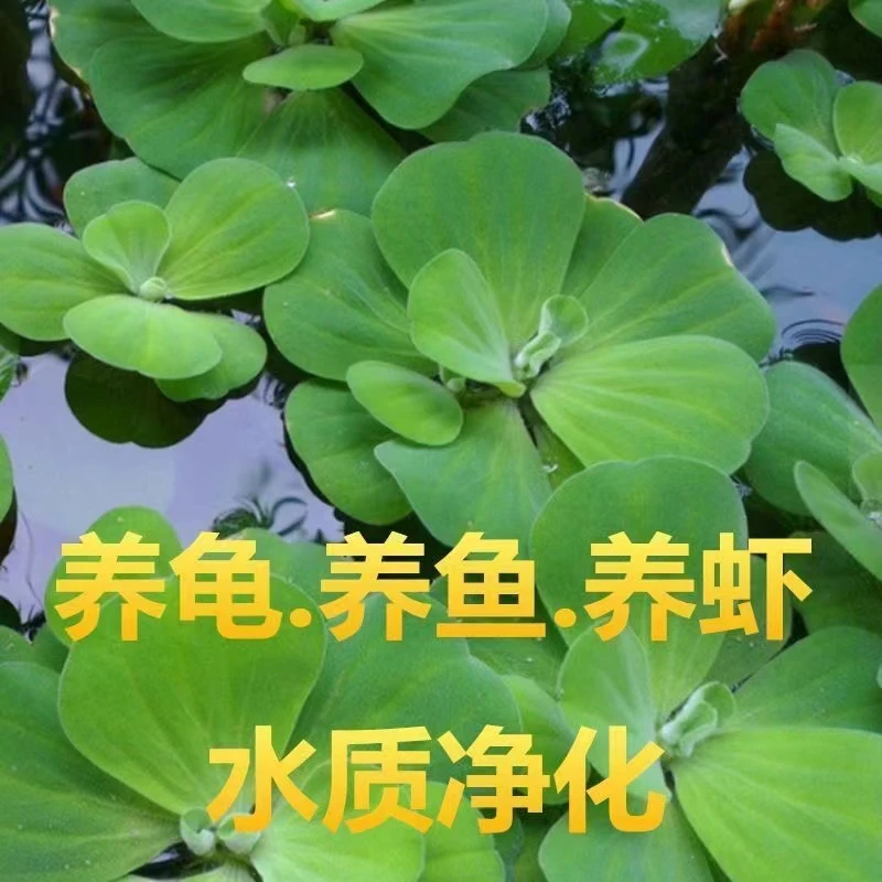水芙蓉水葫芦养鱼养龟养虾躲避化水质水族庭院鱼塘造景微景观