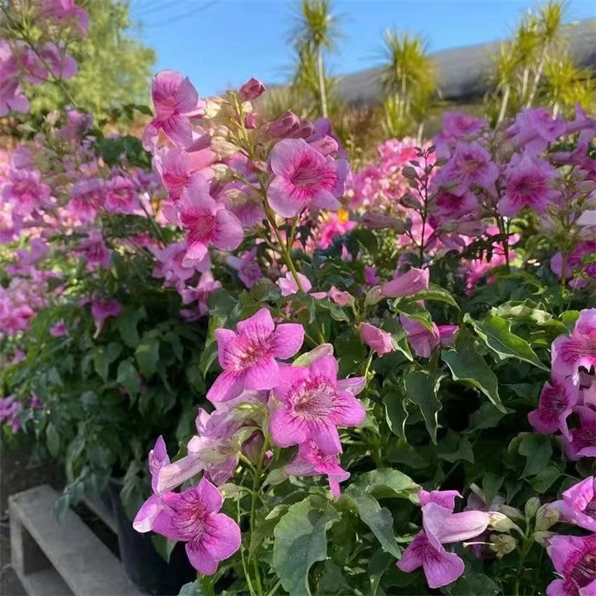 粉色凌霄花 紫云藤 阳台庭院盆栽非洲凌霄花 粉凌霄花苗四季常绿