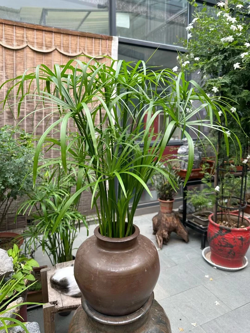 水竹风车草水生植物龟水竹盆栽绿植龟缸培养鱼缸池塘造景旱伞草