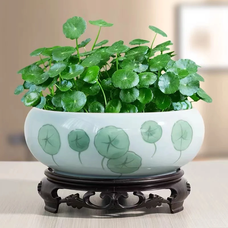 铜钱草水培土培绿植大叶植物盆栽庭院花卉金钱草夏季四季常绿喜欢