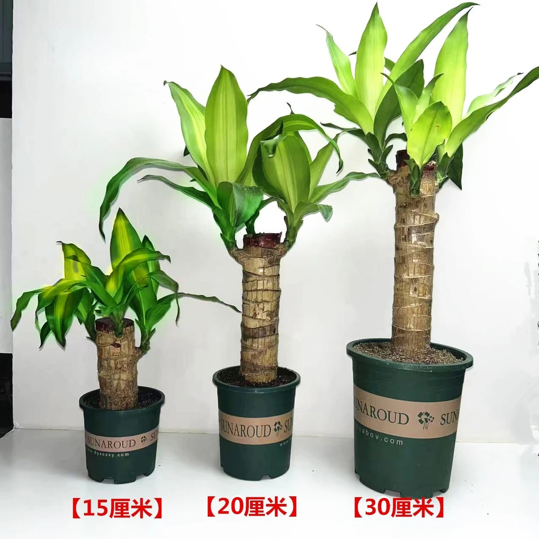 土培巴西木大颗盆栽绿植开花早带芽带叶室内好养大号步步高幸运木