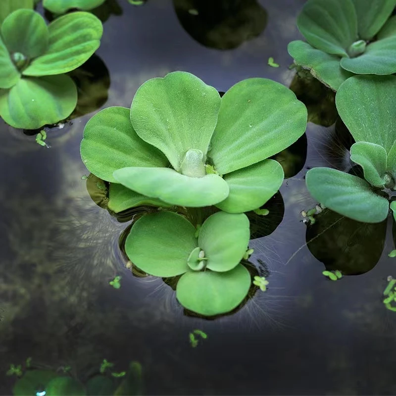 水生浮萍水芙蓉水浮莲水草浮萍槐叶浮萍净水作用饲料鱼虾缸造景