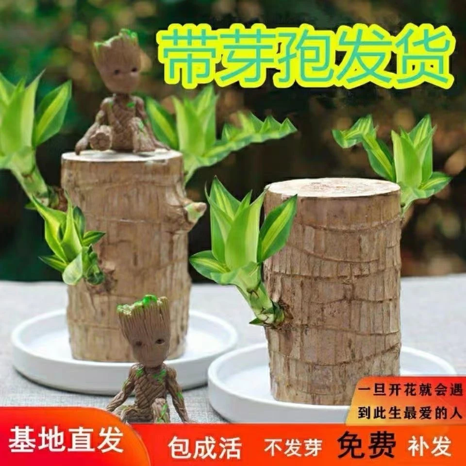 【防蚊虫】巴西木水养幸运木带芽四季桌面小盆栽水培室内防辐射