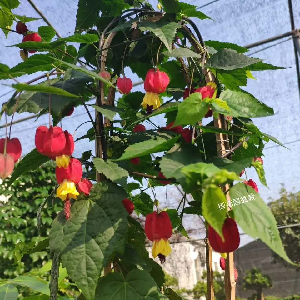 藤本爬藤植物盆栽灯笼花苗蔓性风铃花四季开花花卉观花植物带花