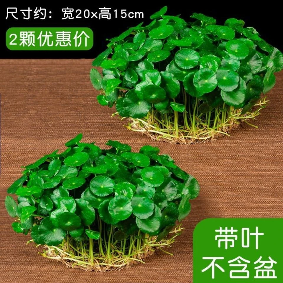 铜钱草水培盆栽室内室外花卉金钱草绿植庭院种植绿植花草植物