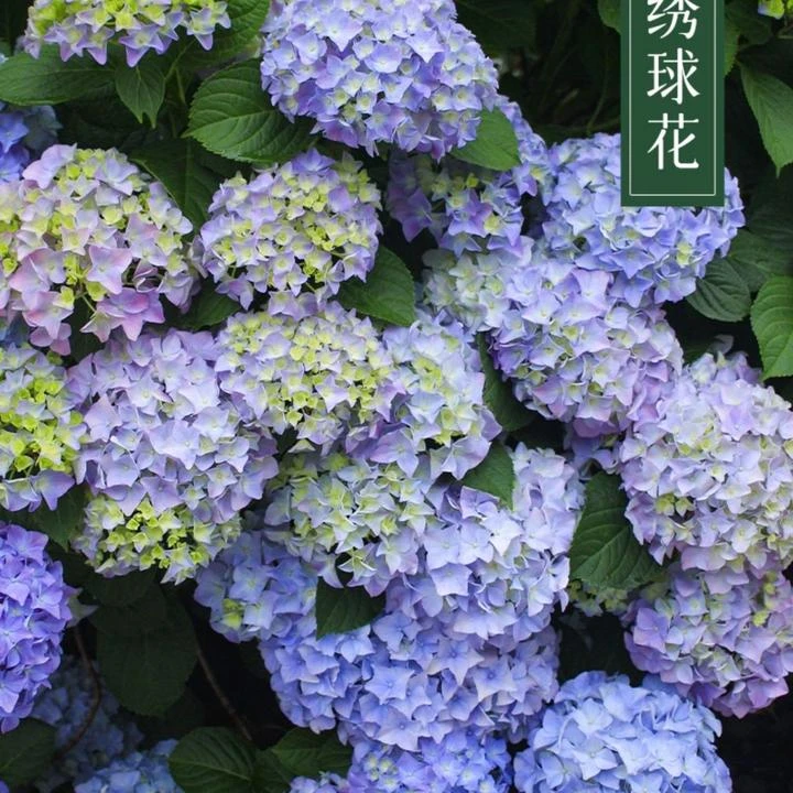 易多梦幻绣球花苗阳台盆栽大花四季易种活耐寒别墅庭院植物
