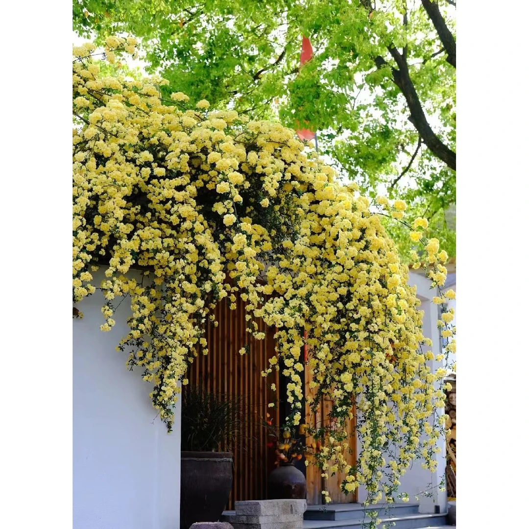 【爬藤木香花】黄木香红木香白木香丰花爆花花墙拱门重瓣耐寒开花