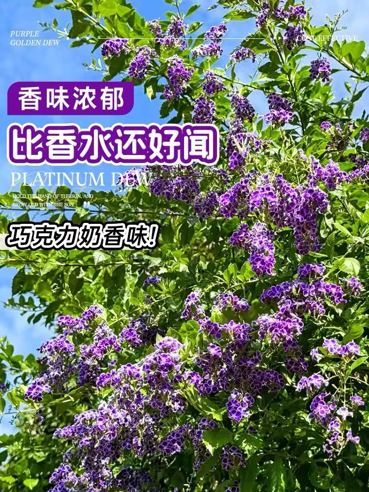 蕾丝金露花棒棒糖紫金露紫罗兰盆栽阳台蓝精灵花期长四季开花好养