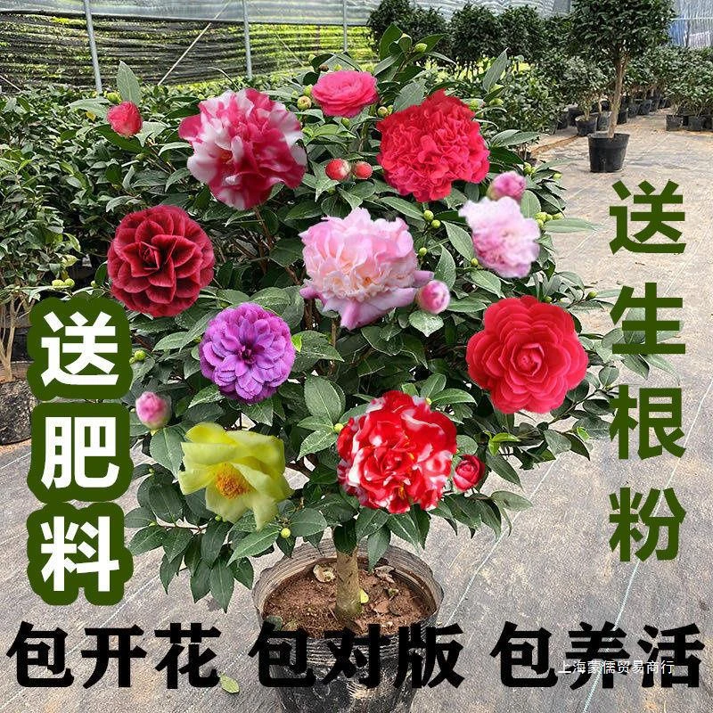 遇花卉五色赤丹茶花盆栽花卉植物室内外好养茶花树苗四季开花耐寒