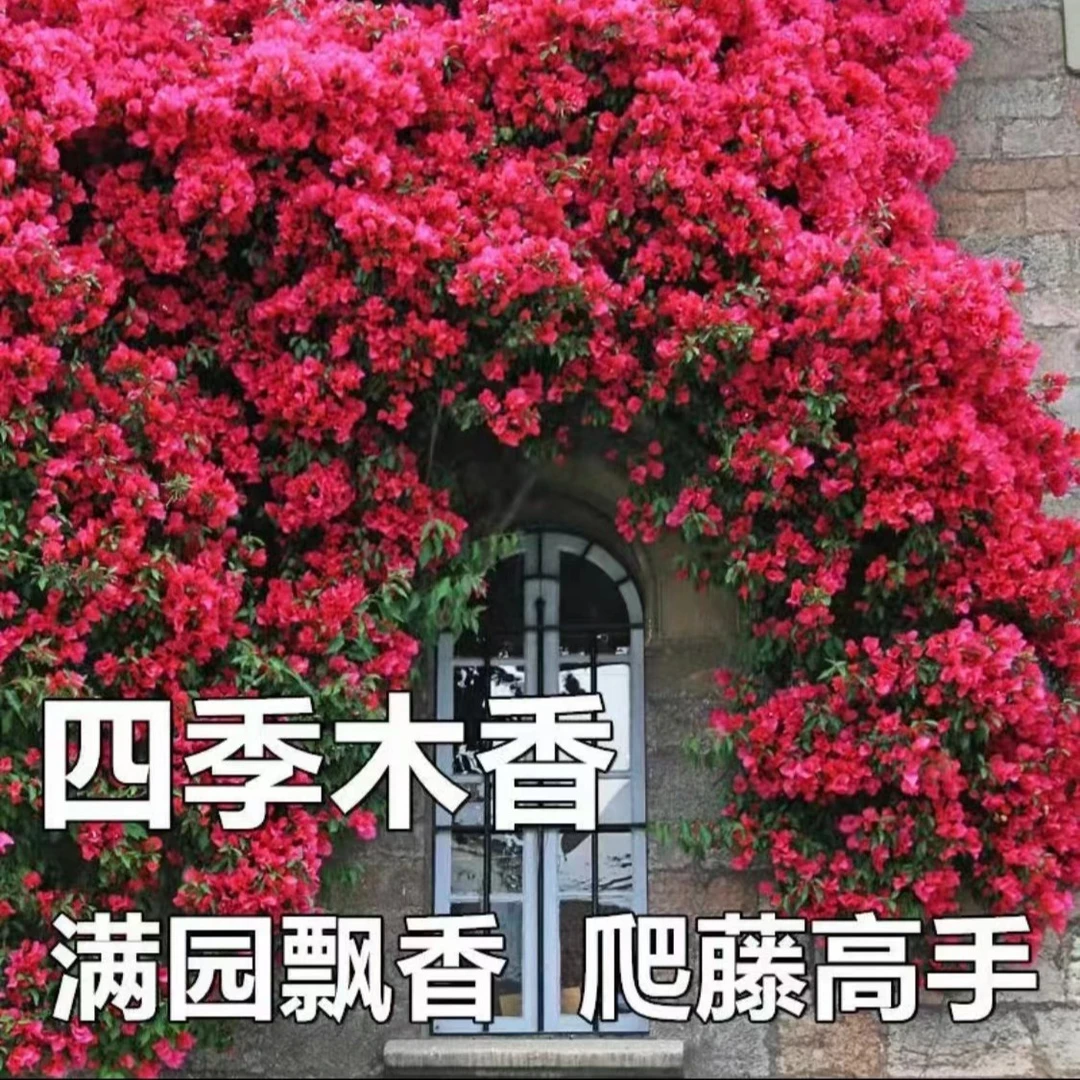 红木香爬藤浓香黄木香盆栽庭院爬墙蔷薇耐寒植物四季开花玫瑰月季