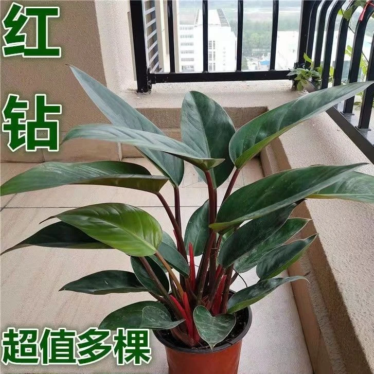 金钻红钻盆栽绿植净化空气花卉室内四季常青红掌白掌金钱树植物