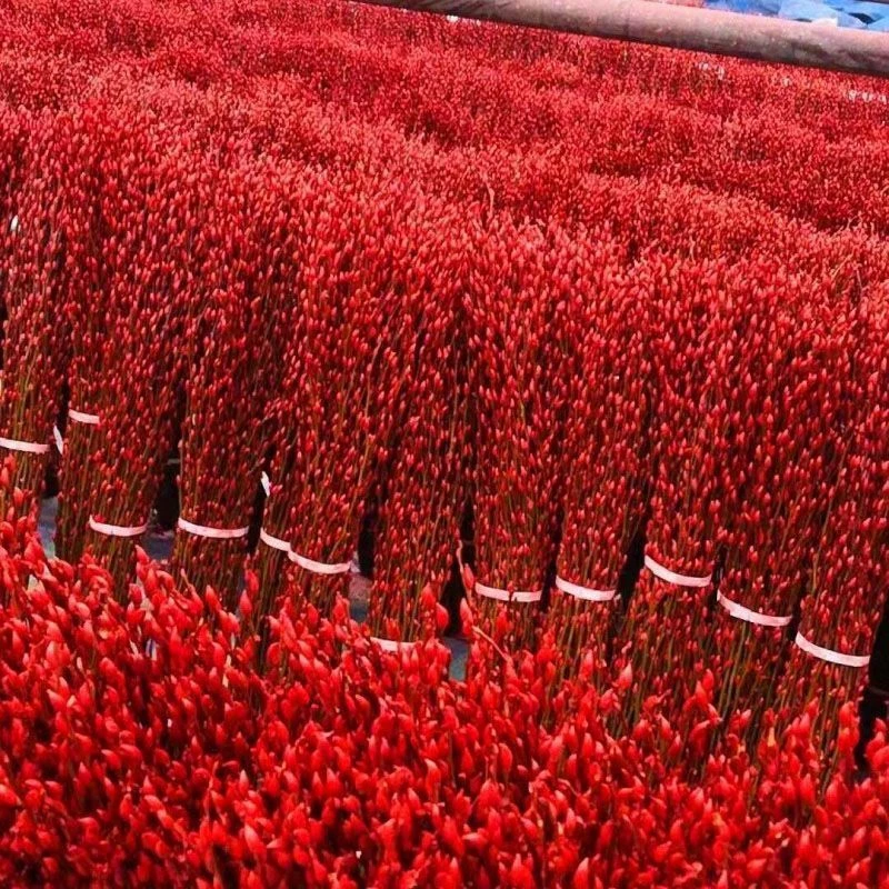 红色银柳干花真花鲜枝年宵花耐寒水养花卉春节客厅摆放庭院