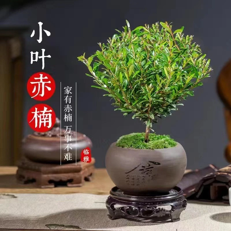 遇花卉小叶赤楠盆栽办公室绿色植物四季常青桌面小型盆景观叶绿植