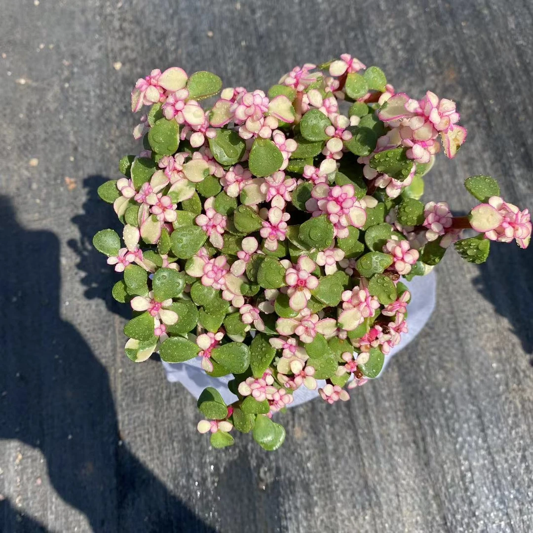 金枝玉叶《9.9包邮》夏季多肉植物组合栽种季节种植大小发货运输
