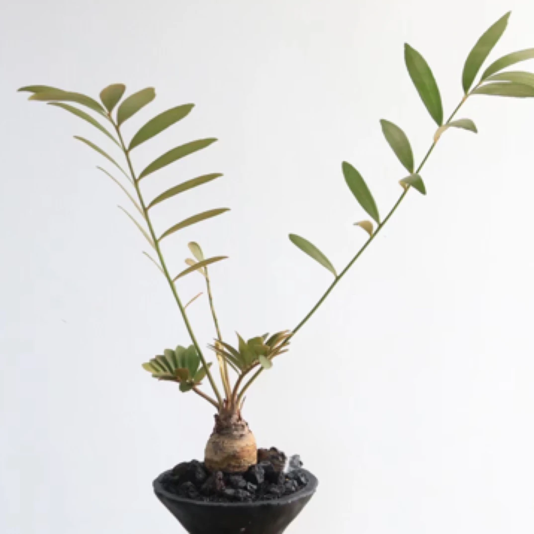 幸运草好养易活花卉室内客厅桌面植物墨西哥铁树绿植办公室小盆栽