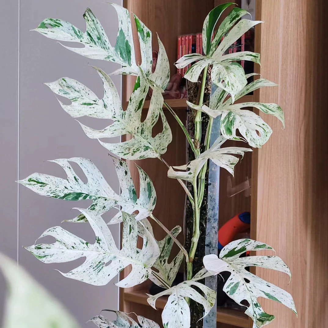 薄荷麒麟尾盆栽植物观叶耐热多年生爬藤植物