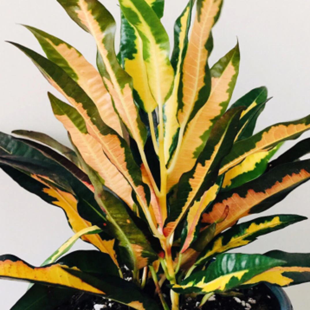 彩叶木七彩木洒金木变色木榕金树盆栽花卉净化空气室内外观叶绿植