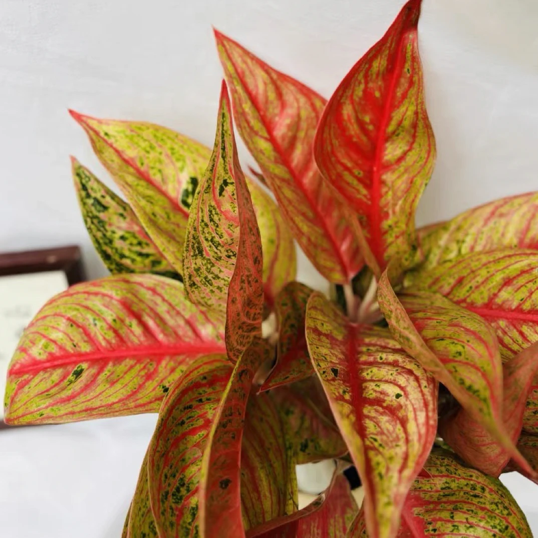 灿烂烟花粗肋草室内耐阴好养四季常绿锦化窗台办公室庭院吸甲醛