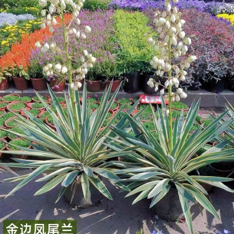 金边凤尾兰盆栽龙舌兰剑麻庭院阳台耐寒花卉四季常绿耐寒花镜植物