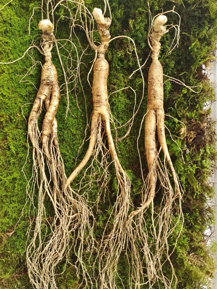 林下参高年头新鲜山参东北鲜参煲汤泡酒滋补直播间实物为主