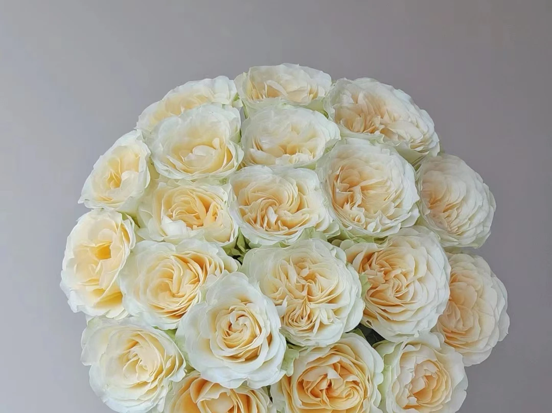 【小森活花卉】20支奶油杯60cm 2单冷链包邮 生花新鲜发货