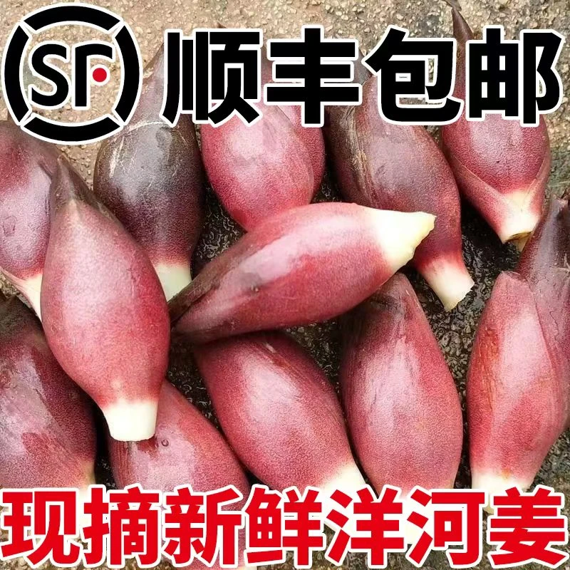 【顺丰冷链】新鲜现掰洋荷姜高山露天种植天然阳荷可腌洋河姜蔬菜