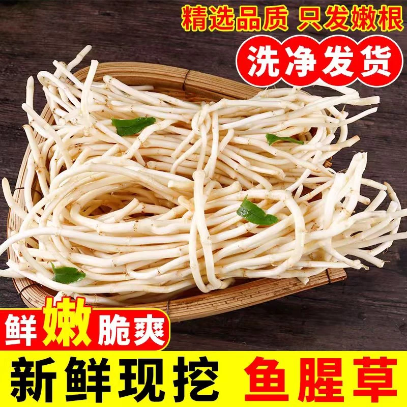 湖北折耳根新鲜鱼腥草现挖节节根侧尔鱼星草即食时令蔬菜特产嫩芽