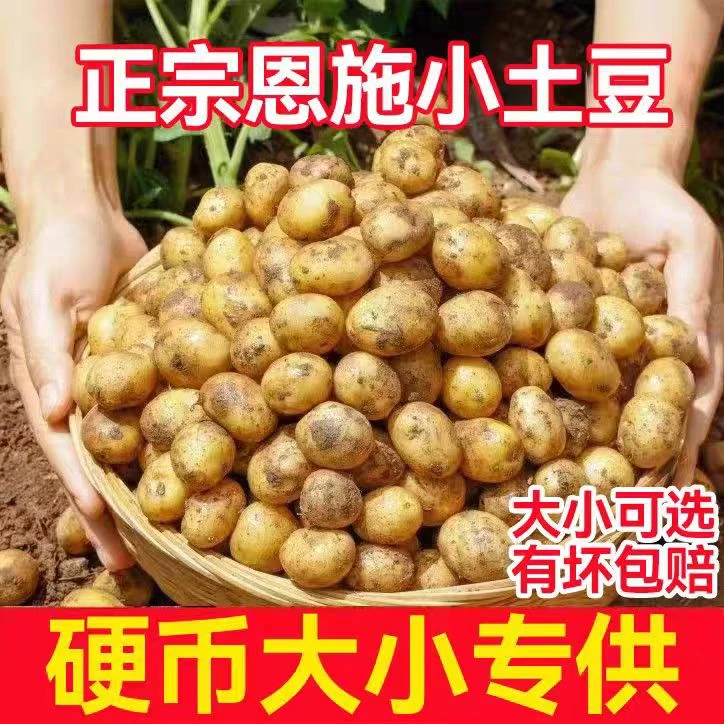 【硬币专属链接】农家种植恩施高山小土豆黄心粉糯迷你小土豆细腻