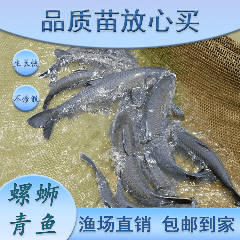 螺蛳青鱼 稀缺品种养殖简单 25年老渔场品质直发 保质保量运输