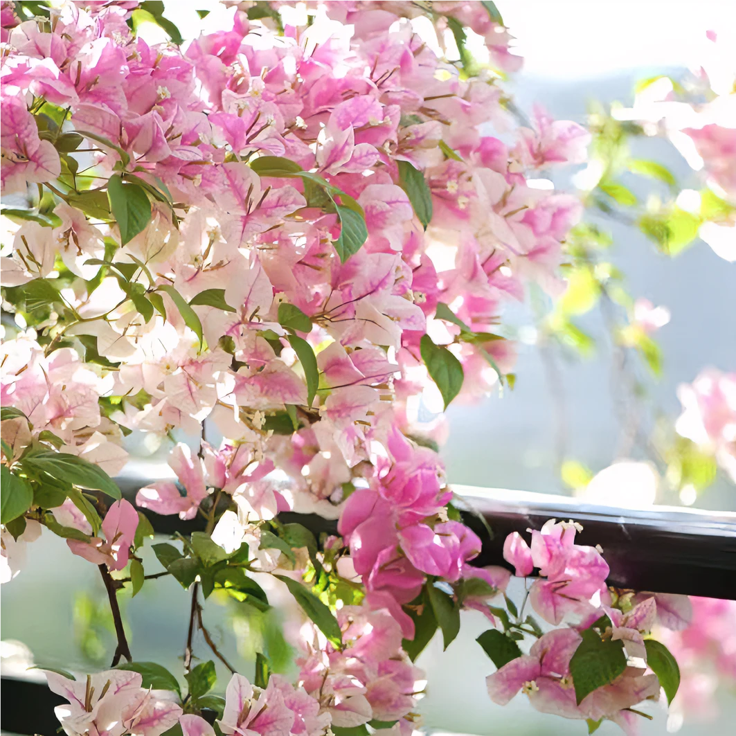 【漳红樱三角梅】百变花蝴蝶四季勤花美观绿植适合懒人栽种花卉