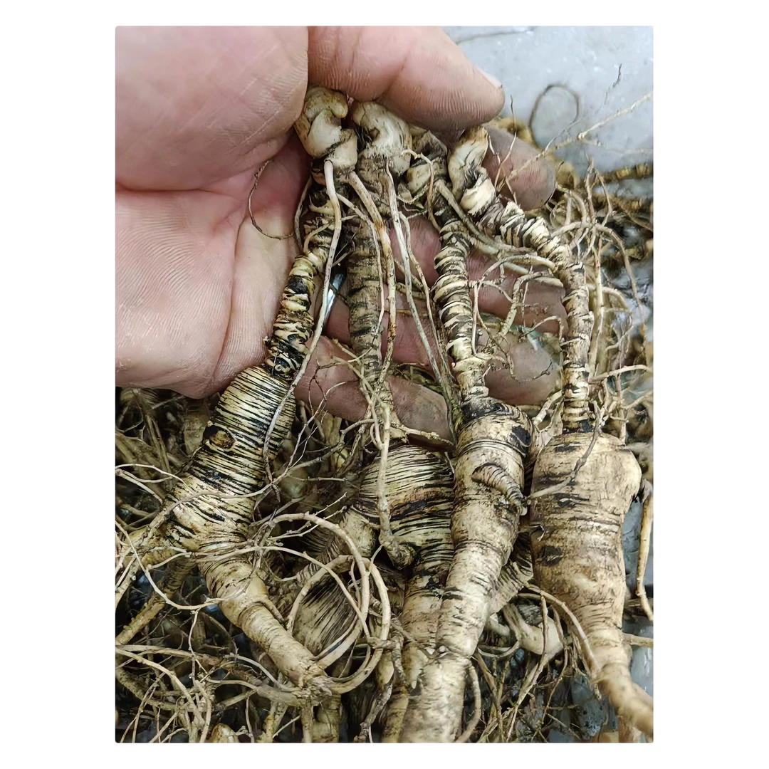 长白山二十年左右林下参