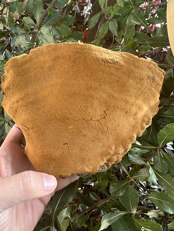 现收山货土特产250g/500g食用农产品sang黄111