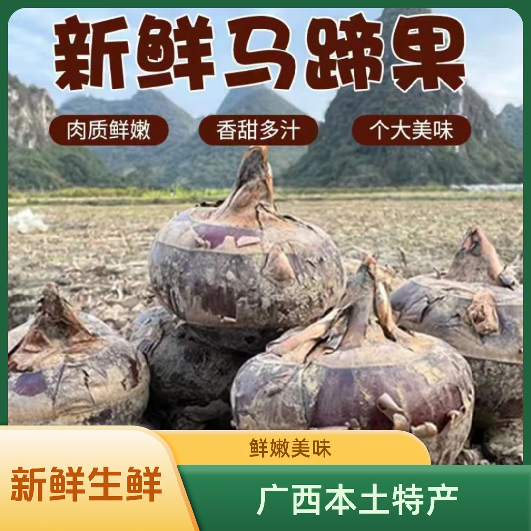 广西荔浦马蹄脆甜马蹄新鲜现挖特大果无马蹄荸荠新鲜大果
