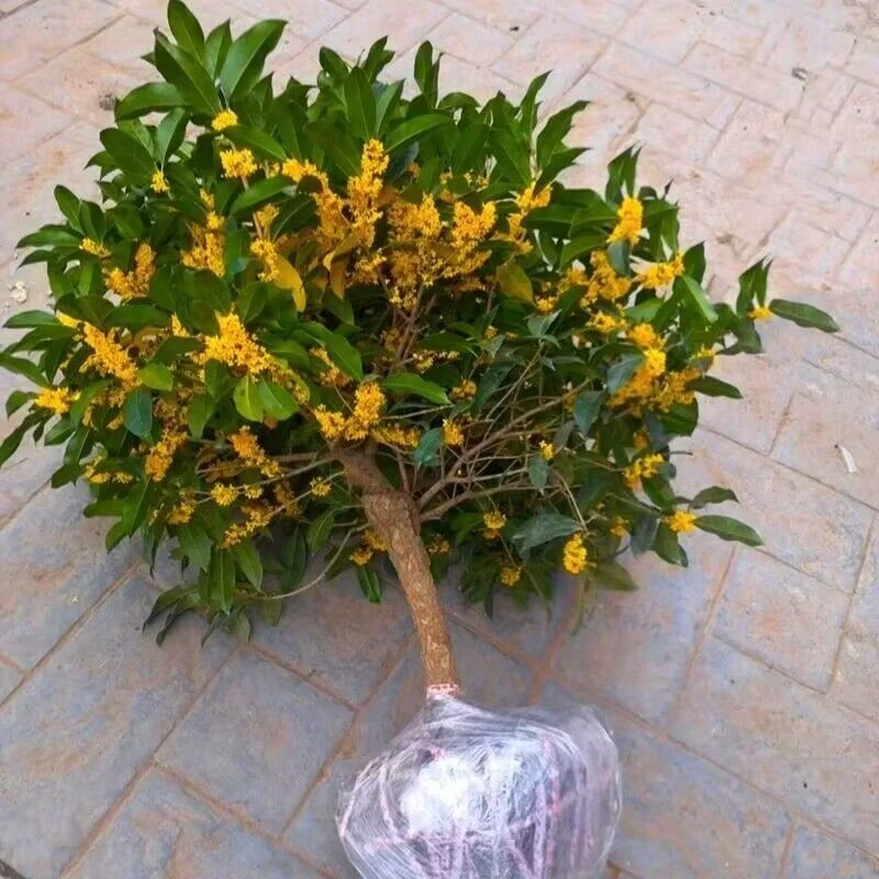 桂花树苗盆栽室内四季开花植物耐寒浓香型金桂四季桂花卉绿植庭院