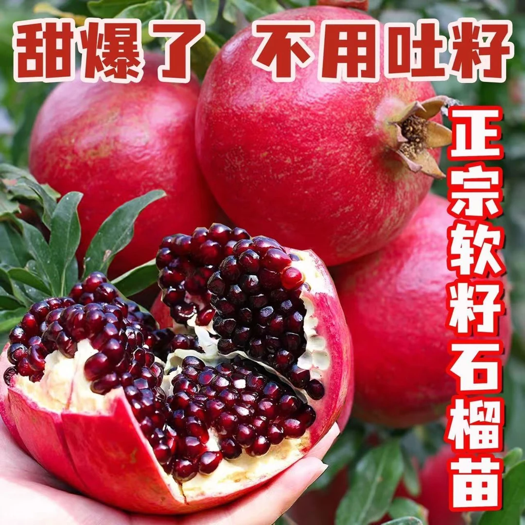 【现起现发】盆栽地栽石榴树土球发货