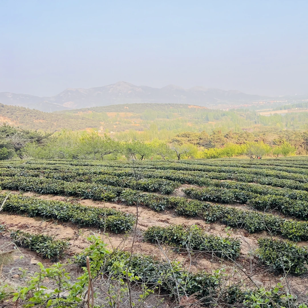 【鲁岽陽】日照绿茶2024年10月份晚秋茶一芽一叶